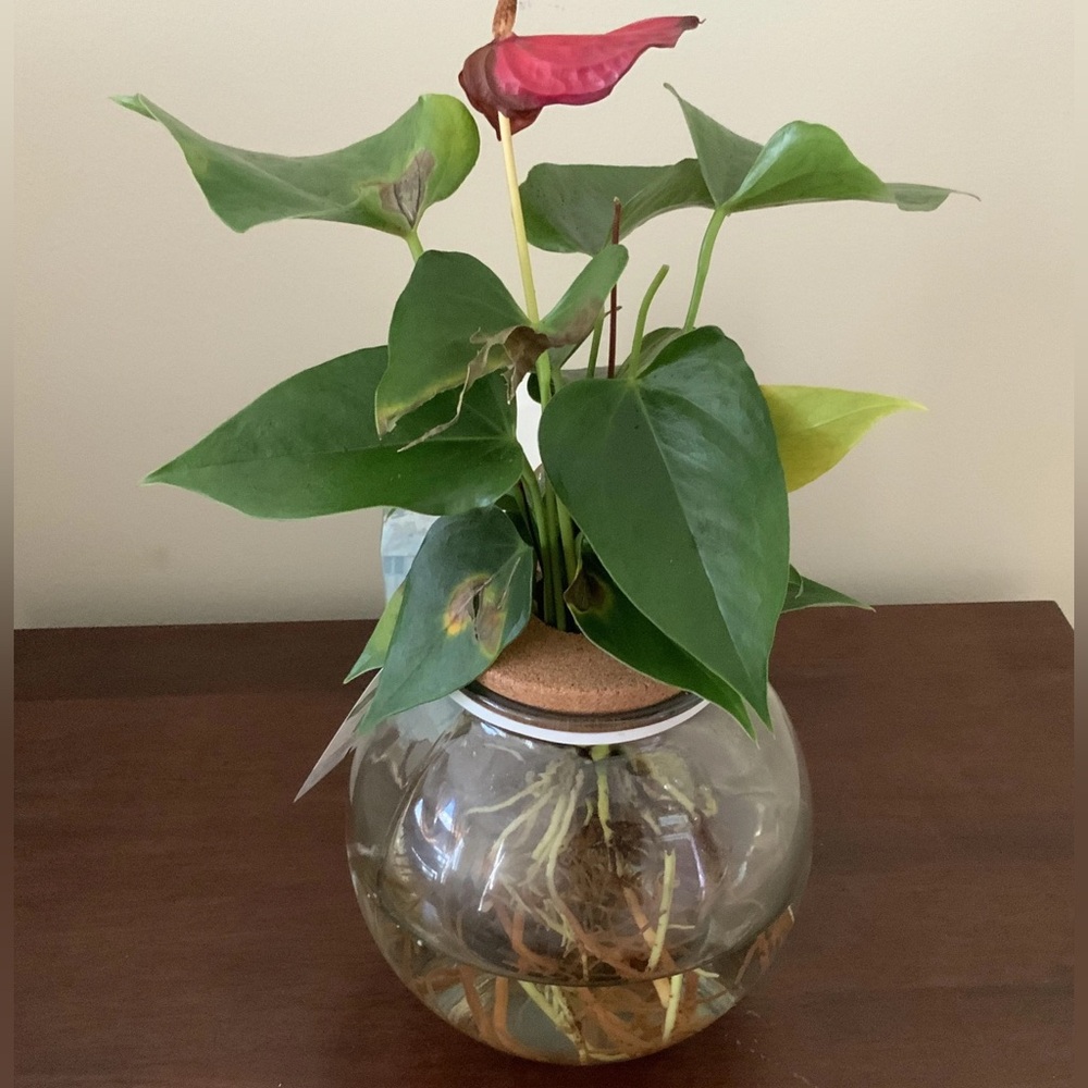 Aquatic plant vase